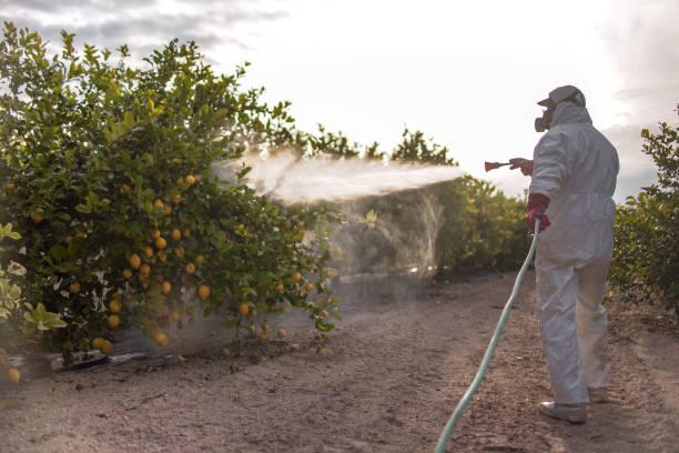 Best Pest Removal Services  in Elsberry, MO