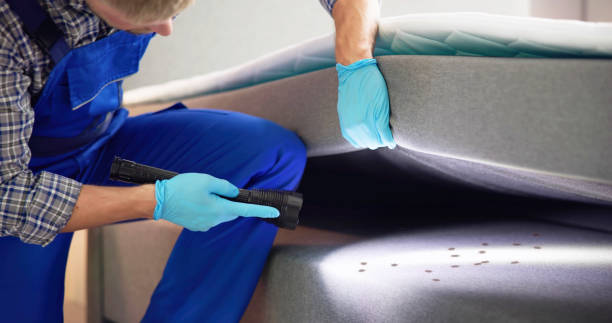 Best Local Pest Control Services  in Elsberry, MO